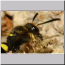 F-Ancistrocerus sp w04 beim Nestbau-Lehm wird im Rueckwaertsflug weggeschafft.jpg